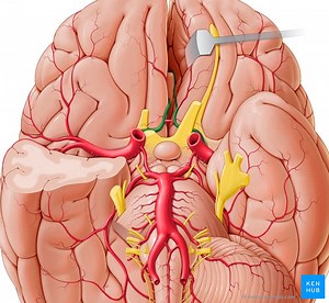 Anterior cerebral artery
