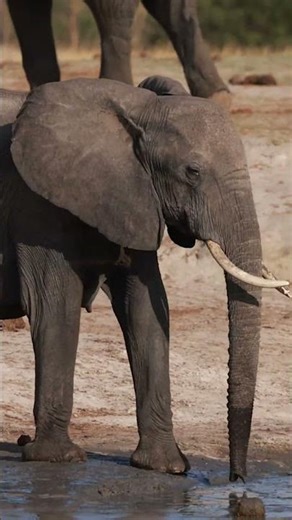 Elephants of Tanzania - Mark A Fernley