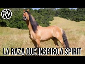 KIGER Mustang Horse | Herd that was hidden for years