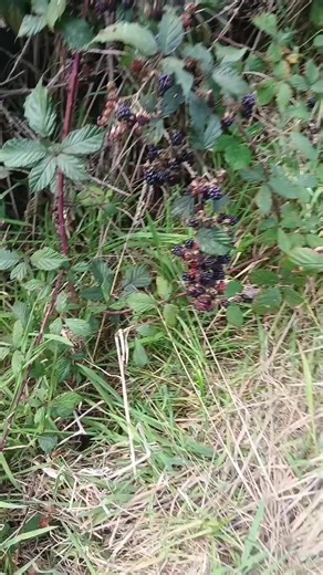 nothing but the truth. (@666devilsgate)’s videos with sonido original - Melómano