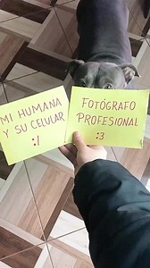 Se hizo lo que se pudo 😅😵 ⠀ We did what we could 😅😵 #doglover #doginfluencer #perritoinfluencer #perritos #dogphotography #dogphoto #fotografiaperros #dogmom #mamáperruna #khambathebully | Khamba y Flor