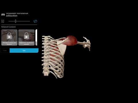 Muscle Premium | Horizontal Shoulder Adduction