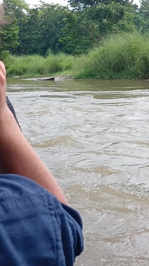 Chitwan National Park Jungle stand.... #chitwan #junglesafari #for #animalsoftiktok