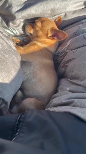 Milton snoring 😴💤 #dog #dogsofinstagram #chihuahua #chihuahualovers #chihuahuasofinstagram | miltonnkez