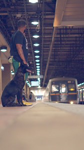 1.1K views · 22 reactions | Getting my dog ready for travel means...