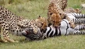 3.2M views · 10K reactions | Watch as Cheetah finish a Zebra at Maasai Mara National Reserve, Kenya. #nature #safari #amazing #animals #wildlife | Wildest Kruger Sightings | Facebook