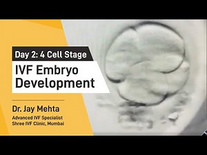 IVF Embryo Development-Day 2 | Embryo Journey 4 Cell Stage | Time Lapse Imaging Part 2| Dr Jay Mehta