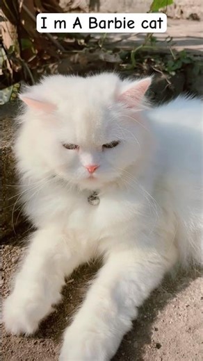 I’m A Barbie marry #barbie #barbiegirl #music #song #shortsfeed #cat #petsrule #catvideos #youtube