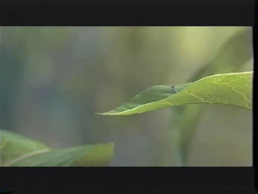 Disney's Pocahontas II Journey To A New World VHS 1998