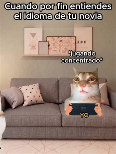 Gatos graciosos y memes de gatos — POV: Tomás día libre