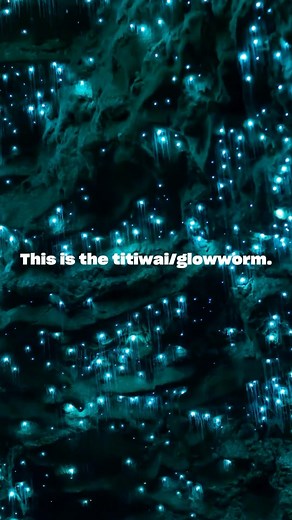 We might be biased, but we think the titiwai/Glowworm is DEFINITELY the prettiest bug and deserves to win Bug of the Year 2024 ✨ 🐛 Voting closes soon - head to the link in our bio to vote! #waitomo #waitomoglowwormcaves #waitomocaves #glowworm #bugoftheyear | Waitomo Glowworm Caves