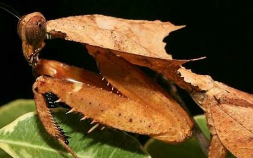 【纪录片/CCTV】昆虫王国