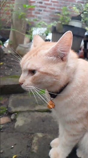 Elmo is doing scream #fyp #fypシ゚ #fypreels #funny #cat #catlover #elmocat #catviral