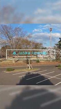 【4K空撮】春、はじまる 桜満開の！「大池公園」【ドローン】#桜 #春 #絶景 #空撮 #ドローン #癒し #風景 #日本の春 #花見 #shorts #youtubeショート