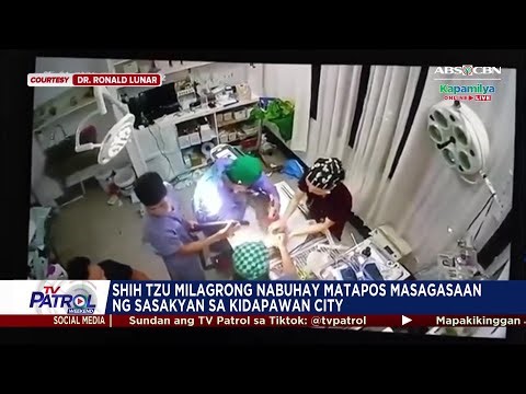 Shih Tzu milagrong nabuhay matapos masagasaan