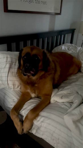 6.8K views · 275 reactions | Excuse me sir, that is not your bed…藍藍 | Caninely | Facebook