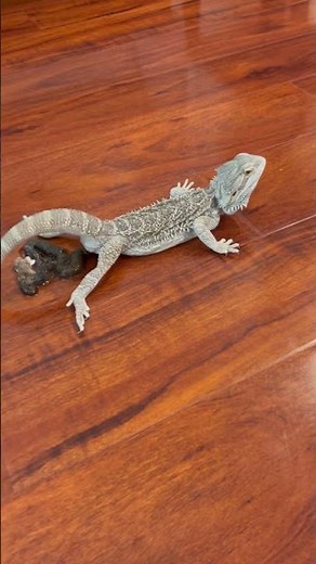 Bearded dragon starts pooping… watch if u dare..