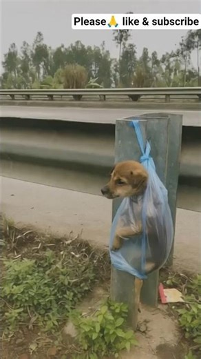Someone left their pet on the highway #puppy #dog #rescue #humanity #nature #wildlife