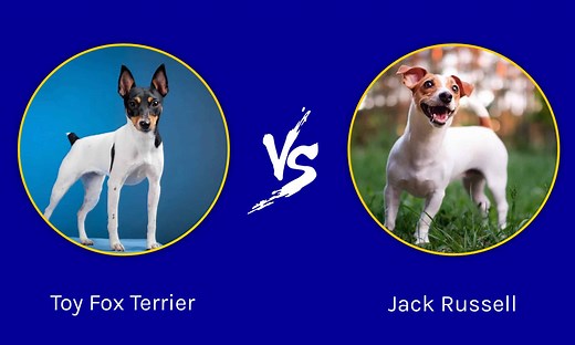 Toy Fox Terrier vs Jack Russell: What Are the Differences?