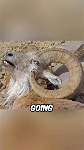 Animals That Cause Their Own Deaths