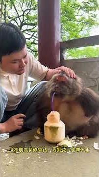 Be Careful Not To Hit Me. #Human And Animal Coexistence #One-Armed Monkey Star