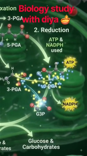 🌿 CALVIN CYCLE — LIGHT-INDEPENDENT REACTIONS OF PHOTOSYNTHESIS #biologystudywithdiya #botanyzoology