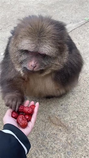 Adorable Cute Monkey Videos Compilation