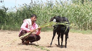 गांव में घर रहकर Free Range Goat Farming से मोटी कमाई | Goat Farming | Indian Farm Rover #goatfarm #goatfarming #goatfarm #goatfarmer | Sandhu Agrofarm