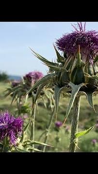 Deve Dikeni Tohumu nedir? nasıl toplanır?
