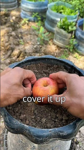 This is the best method to grow apple tree at home. 🍎😲