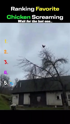 Ranking Favorite Chicken Screaming #shorts