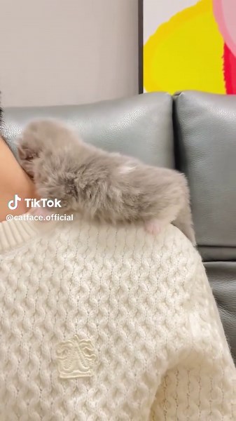 baby Cat video cuteness overloed cute kitten ever #cats #fyp #viral_video #catlover