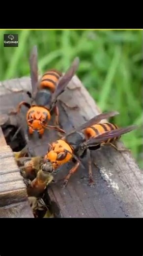 asian giant hornet vs honey bee 😱