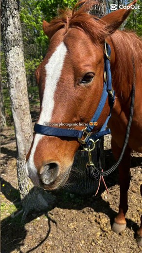 📸🐴#horse #equestrian #equestrianjourney #photography #photogenic