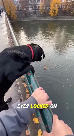 The Dog Suddenly Jumped Into the River… Then People Saw What It Was Swimming Toward 😳🐶