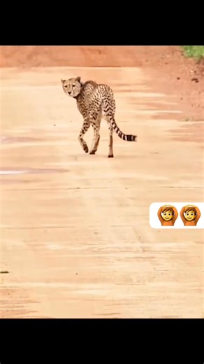 11K views · 155 reactions | Troop of baboon vs leopard #wildlife | Trizah pope | Facebook