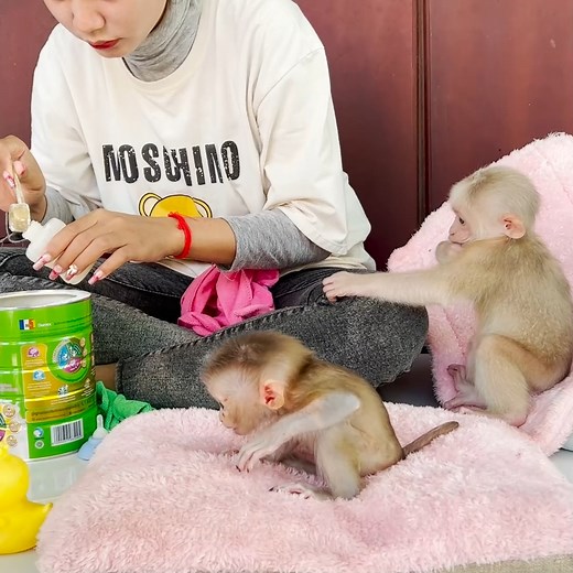 Baby Monkey Found Cold and Silent Until Help Arrives | Newborn Baby Monkey FT