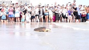 It is with great pleasure to announce that two of our patients are going home! We invite you to join us on Wednesday, July 12th at 10:30 a.m. to celebrate Krebster and Dr. Paul as they make their way to the ocean. Both turtles are sub-adult loggerheads and were admitted to our hospital in April. They have since fully recovered and are ready to return home. Come help us cheer them on! Get more info here: http://bit.ly/2u1e583 | Loggerhead Marinelife Center