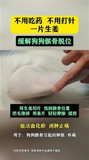 Dislocated Patella in Dogs: Easy Fix & Prevention Guide