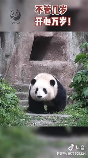 5.9K views · 798 reactions | Super cute baby! With a biting attitude of course!  | Pandas, a Light In My Heart | Facebook