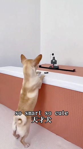 #笑 #爆笑 #爆笑動画 #funny #ペット #犬 so smart so cute 天才犬