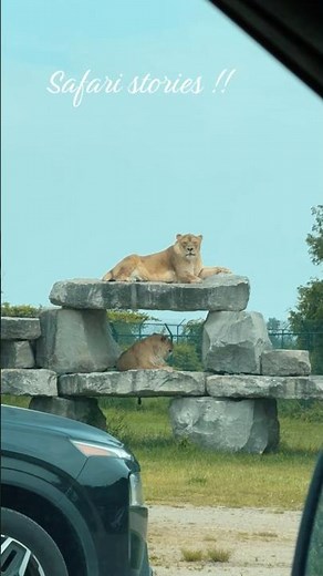 Let’s explore Cambridge lion safari 🦁 CAMBRIDGE,ONTARIO, CANADA