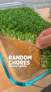 217K views · 631 reactions | Do more of what makes you #happy We do love growing all kinds of plants even when there is hardy anything growing outside during winter. By growing indoors it keeps us going, lifts our mood, and provides us fresh nutritious food within a few steps. #gardenn #gardenjng #love #daily #instagood | Plantedinthegarden | Facebook