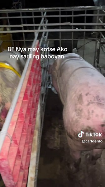 Trust the Process: Building a Sustainable Pig Farm