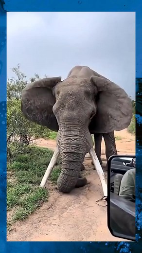 L'éléphant d'Afrique #animals | Kamal Marseille