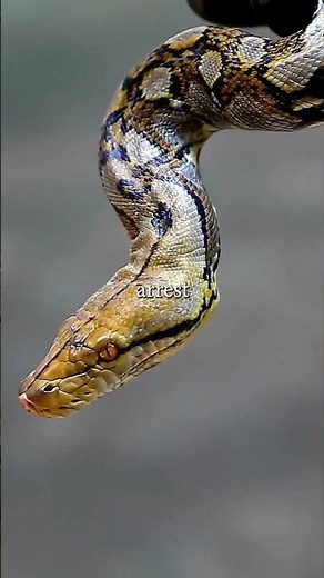 This Snake Squeezes with Power You Won’t Believe!