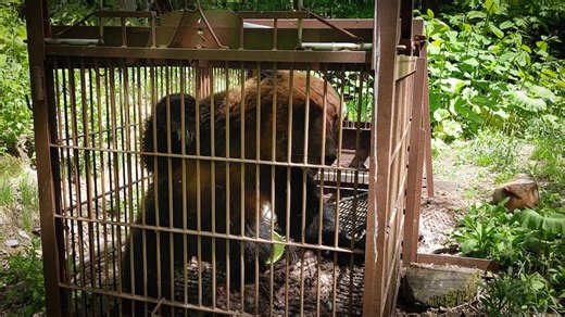 Bears were once excessively killed in Japan. Now they're attacking humans at a record rate