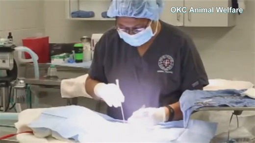 OKC overwhelmed by pet overpopulation; free spay/neuter services offered