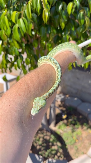 Green Tree Pythons are expert climbers #snake #reptiles #coolanimals #greentreepython
