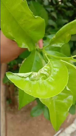 Leaf Miners on Citrus family plant leaves Phyllocnistis Citrella